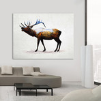 Rocky Mountain Elk