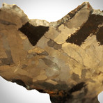 Meteorite Authentic Campo Del Cielo Stone // Museum Display