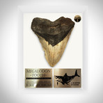 Megalodon Authentic Fossilized Tooth // Museum Display