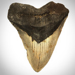 Megalodon Authentic Fossilized Tooth // Museum Display