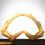 Bull Shark Authentic Jaw // Museum Display