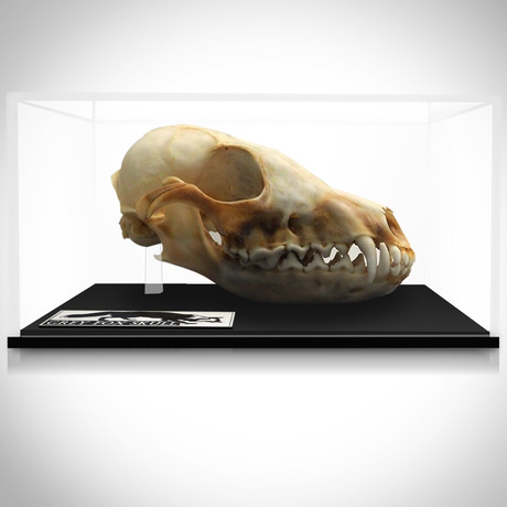 Grey Fox Authentic Skull // Museum Display