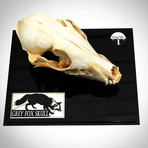 Grey Fox Authentic Skull // Museum Display