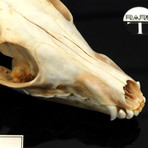 Grey Fox Authentic Skull // Museum Display