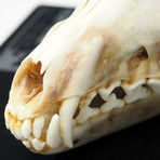 Grey Fox Authentic Skull // Museum Display