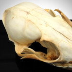 Grey Fox Authentic Skull // Museum Display