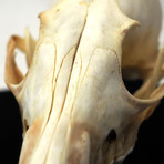 Grey Fox Authentic Skull // Museum Display