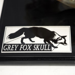 Grey Fox Authentic Skull // Museum Display