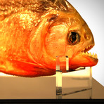 Huge Piranha Authentic Taxidermy // Museum Display