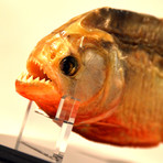 Huge Piranha Authentic Taxidermy // Museum Display