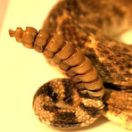 Diamondback Rattlesnake Authentic Taxidermy // Museum Display