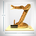 Diamondback Rattlesnake Authentic Taxidermy // Museum Display