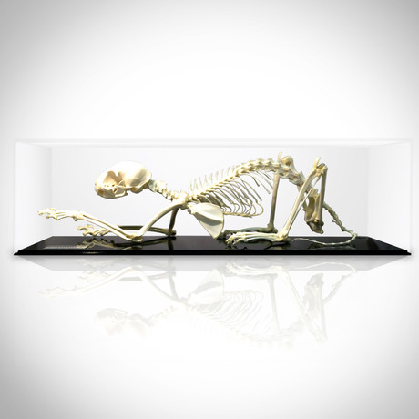 Cat Authentic Skeleton // Museum Display