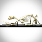 Cat Authentic Skeleton // Museum Display