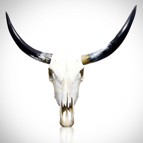 Texas Longhorn Authentic Skull // Wall Mount