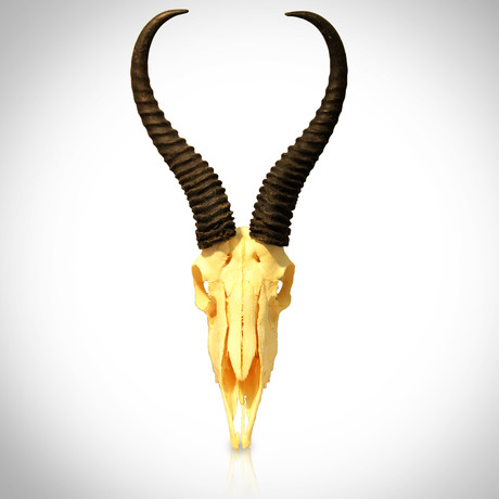 African Blesbok Authentic Skull // Wall Mount