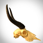 African Blesbok Authentic Skull // Wall Mount