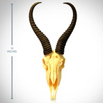 African Blesbok Authentic Skull // Wall Mount