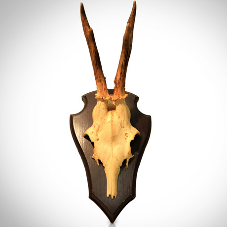 Bavarian Skull // Authentic Cap Deer Antlers // Hunting Trophy
