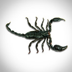 2 Scorpions + Tarantula Authentic Taxidermy // Custom Frame