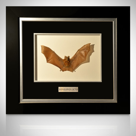 Rhinolophus Luctus Authentic Bat // Custom Frame