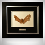 Rhinolophus Luctus Authentic Bat // Custom Frame