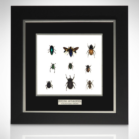Coleoptera Order Authentic Taxidermy // Custom Shadow Box Frame