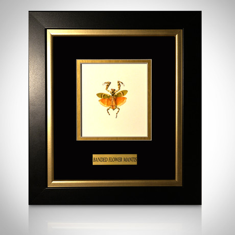 Banded Flower Mantis Authentic Taxidermy // Custom Table/Wall Frame