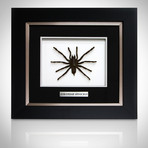 Tarantula Authentic Taxidermy // Custom Shadow Box Frame