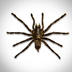 Tarantula Authentic Taxidermy // Custom Shadow Box Frame