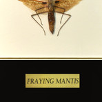 Large Praying Mantis Authentic Taxidermy // Custom Table/Wall Frame