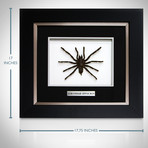 Tarantula Authentic Taxidermy // Custom Shadow Box Frame