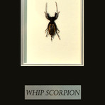Whip Scorpion Authentic Taxidermy // Custom Table/Wall Frame