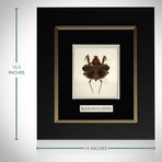 Black Death Mantis Authentic Taxidermy // Custom Shadow Box Frame