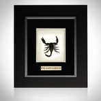 Scorpion Palamnaersus Authentic Taxidermy // Custom Frame