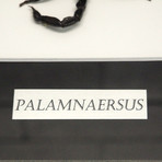 Scorpion Palamnaersus Authentic Taxidermy // Custom Frame