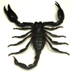 Scorpion Palamnaersus Authentic Taxidermy // Custom Frame