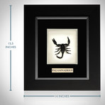 Scorpion Palamnaersus Authentic Taxidermy // Custom Frame