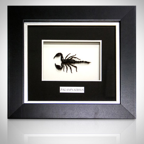 Scorpion Palamnaersus Authentic Taxidermy // Custom Shadow Box Frame