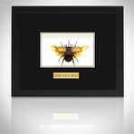 5 Horn Beetle Authentic Taxidermy // Custom Frame