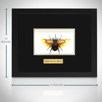 5 Horn Beetle Authentic Taxidermy // Custom Frame