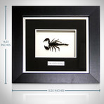 Scorpion Palamnaersus Authentic Taxidermy // Custom Shadow Box Frame