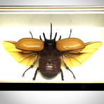 5 Horn Beetle Authentic Taxidermy // Custom Frame