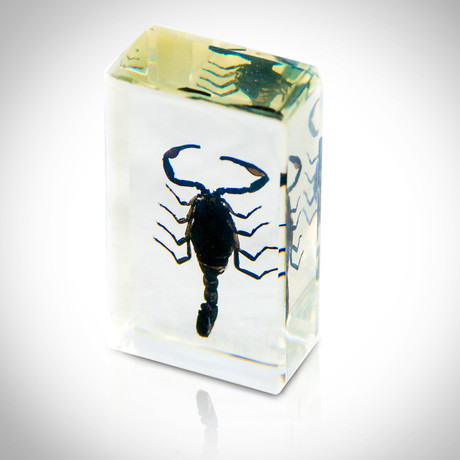 Scorpion Palamnaersus Authentic In Resin // Paperweight Display