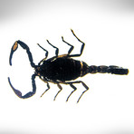 Scorpion Palamnaersus Authentic In Resin // Paperweight Display