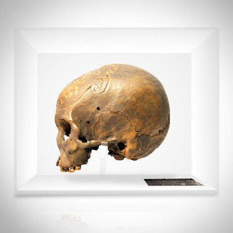 Human Authentic Skull Headhunting Trophy // Museum Display
