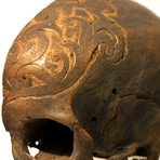 Human Authentic Skull Headhunting Trophy // Museum Display
