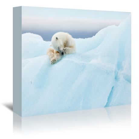 Polar Bear Grooming (7"W x 5"H x 1"D)