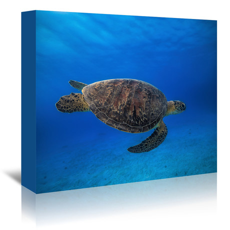 Green Turtle In The Blue (7"W x 5"H x 1"D)