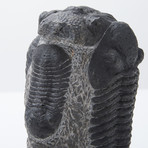 Multi Trilobite Sculpture